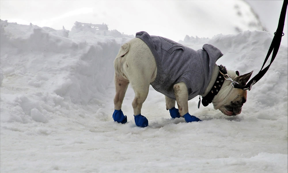 Bulldog on a snowy sidewalk