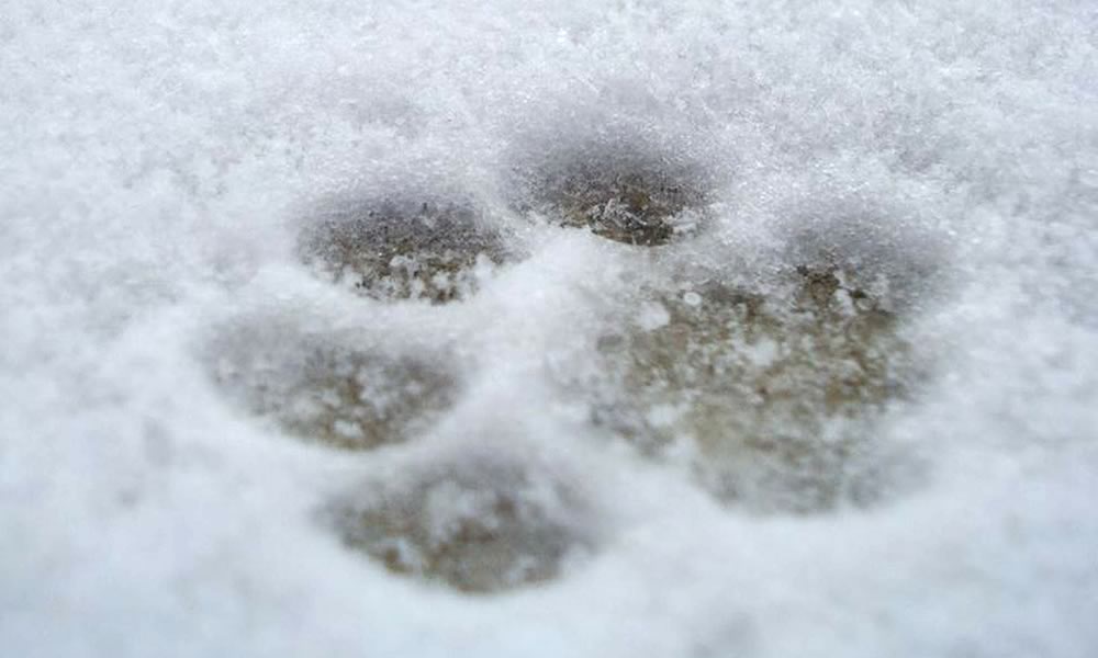 Paw Print in Snow